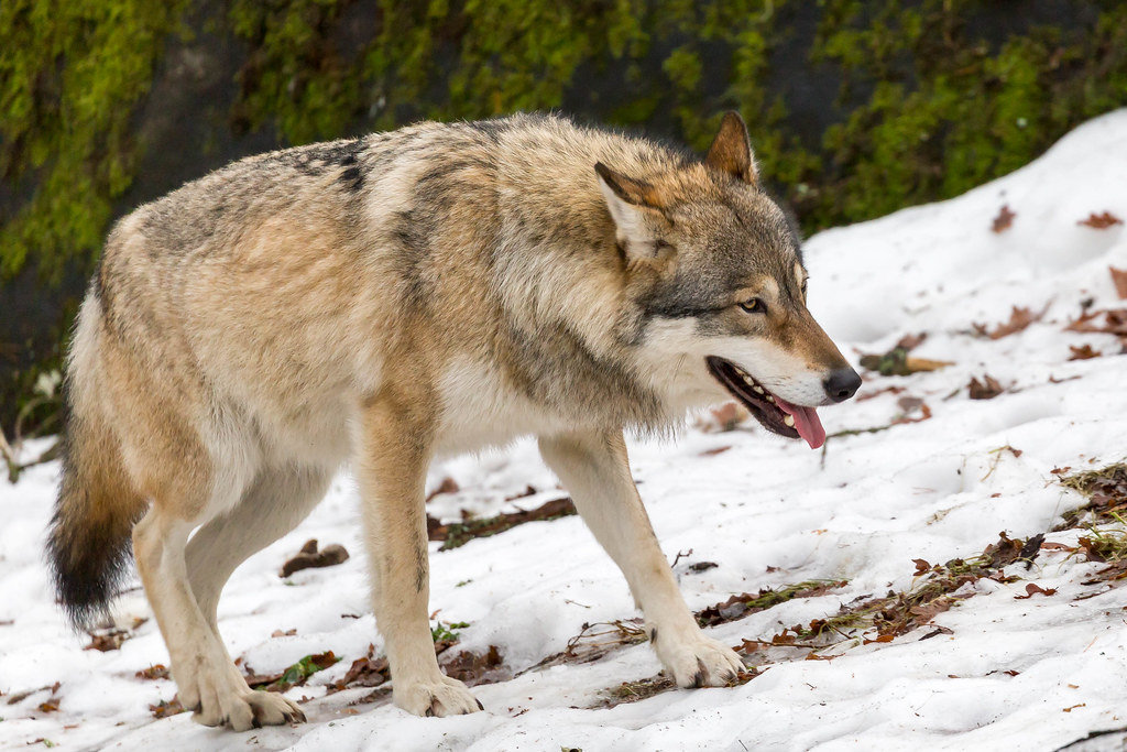 Symbolbild WOLF Fotograf: Marco Verch Lizenz: CC-BY 2.0